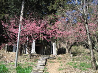 寒緋桜が満開です